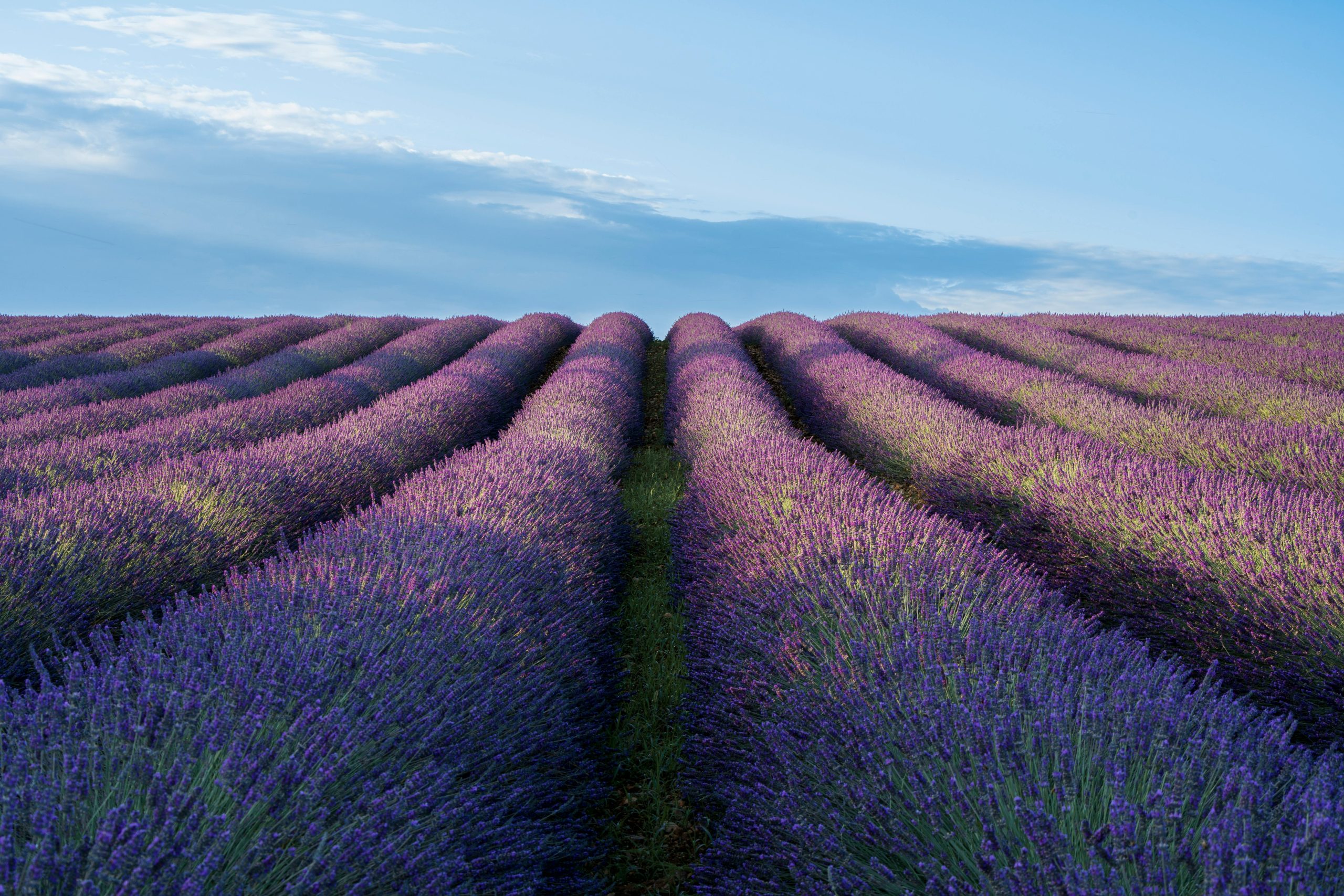Lavender fields near Verdun